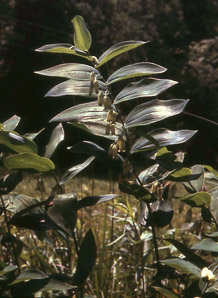 Polygonatum biflorum (smooth Solomon’s-seal, King Solomon’s-seal, great Solomon’s seal, smooth Solomon’s seal)