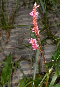 Polygonum amphibium (water smartweed, longroot smartweed, water knotweed, amphibious bistort)