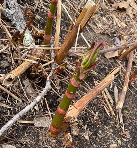 Polygonum cuspidatum (Japanese knotweed, Mexican bamboo)