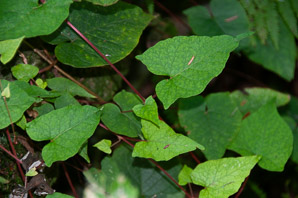 Polygonum scandens (climbing false buckwheat)
