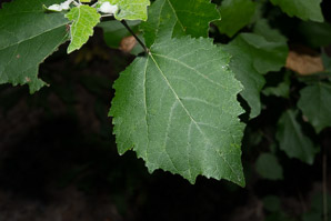 Populus grandidentata (bigtooth aspen, large-tooth aspen, American aspen, white poplar, aspen)