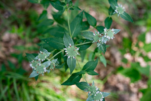 Pycnanthemum incanum (hoary mountain mint, silverleaf mountain mint)