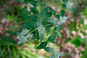 Pycnanthemum muticum (clustered mountain mint, clustered mountainmint)