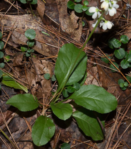 Pyrola elliptica (pyrola, shinleaf, common shinleaf, waxflower shinleaf)