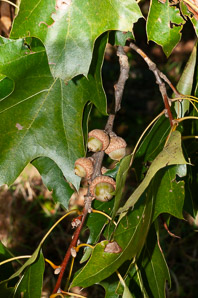 Quercus rubra (northern red oak, champion oak, red oak)