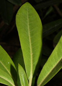 Rhododendron maximum (great rhododendron, great laurel, rosebay rhododendron, American rhododendron, big rhododendron)