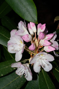 Rhododendron maximum (great rhododendron, great laurel, rosebay rhododendron, American rhododendron, big rhododendron)