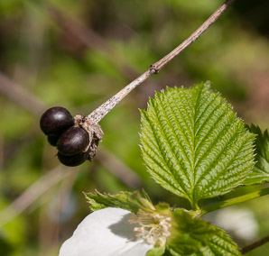 Rhodotypos scandens (black jetbead, jetbead, jetberry bush, white kerria)
