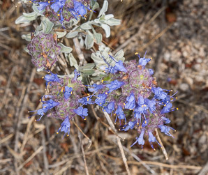 Salvia dorrii (desert sage, tobacco sage, door’s sage, purple sage)