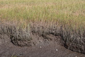Spartina alterniflora (smooth cordgrass, saltmarsh cordgrass, salt-water cordgrass)
