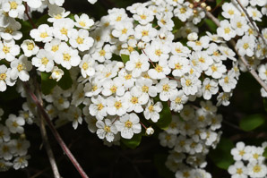 Spiraea betulifolia (birch-leaf spirea, white spirea)
