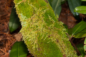 Thuidium delicatulum (delicate fern moss, fern moss, common fern moss, delicate thuidium moss)