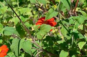 Tithonia rotundifolia (Mexican sunflower)
