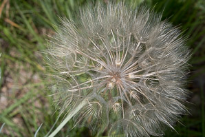 Tragopogon dubius (yellow goatsbeard, yellow salsify, western salsify, western goat’s-beard, wild oysterplant, yellow goat’s beard, goat’s beard, goatsbeard, common salsify, salsify)
