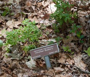 Vaccinium myrtilloides (velvetleaf blueberry, velvetleaf huckleberry, sourtop blueberry)