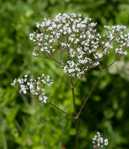 Valeriana officinalis (valerian, garden heliotrope, all-heal, garden valerian)
