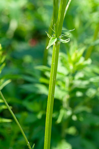 Valeriana officinalis (valerian, garden heliotrope, all-heal, garden valerian)