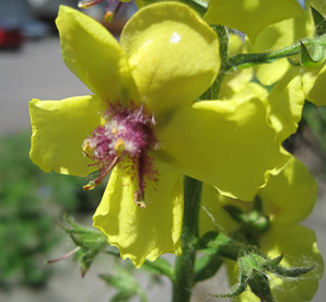 Verbascum blattaria (moth mullein)