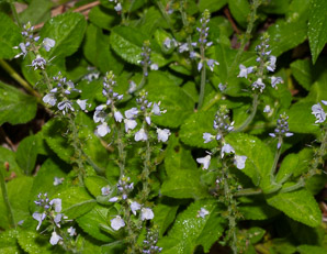 Veronica officinalis (common speedwell)