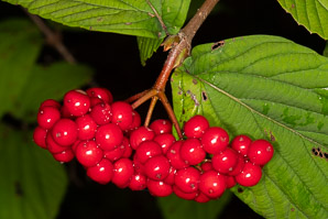Viburnum dilatatum (Linden viburnum, linden arrowwood)