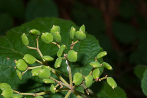 Viburnum rafinesqueanum (downy arrowwood, northern arrowwood)