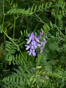 Vicia cracca (cow vetch, blue vetch, bird vetch, tufted vetch)