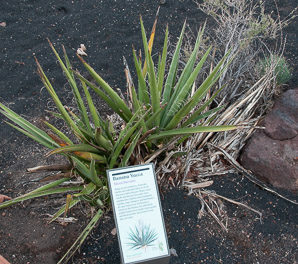 Yucca baccata (blue yucca, banana yucca)