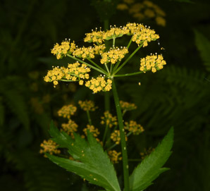 Zizia aurea (golden zizia, golden Alexander, golden Alexanders)