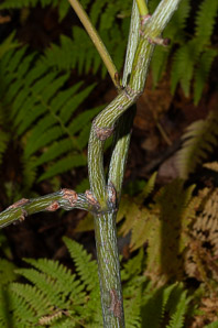 Acer pensylvanicum (striped maple, moosewood, moose maple)