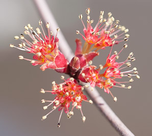 Acer rubrum (red maple, swamp maple, soft maple)