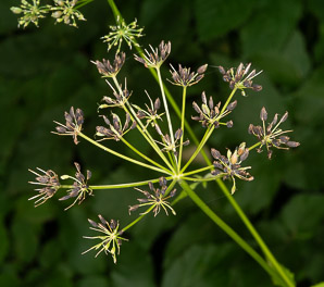 Aegopodium podagraria (ground elder, herb gerard, bishop’s weed, goutweed, gout wort, snow-in-the-mountain, English masterwort, wild masterwort, bishop’s goutweed)