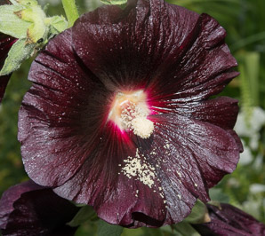 Alcea rosea (black hollyhock)