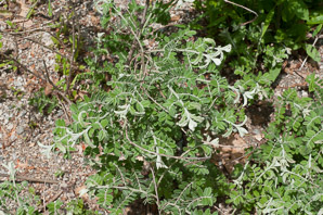 Amorpha canescens (leadplant)