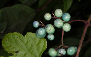 Ampelopsis brevipedunculata (porcelain berry, Amur peppervine, porcelain-berry)