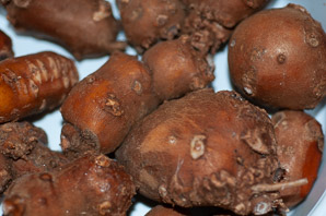 Apios americana (potato bean, groundnut, hopniss, Indian potato, bog potato, Virginia potato, wild potato, wild sweet potato)