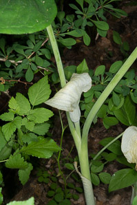 Arisaema triphyllum (jack-in-the-pulpit, bog onion, brown dragon, Indian turnip, wake robin, wild turnip, jack-in-the-pulput)