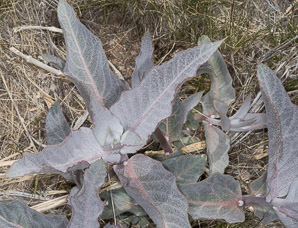 Asclepias nyctaginifolia (Mojave milkweed)