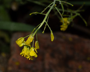 Barbarea vulgaris (winter cress, wintercress, garden yellowrocket, bittercress, herb barbara, rocketcress, yellow rocketcress, winter rocket, wound rocket)