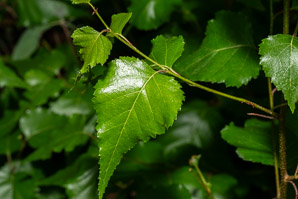 Betula populifolia (gray birch, yellow birch)