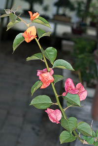 Bougainvillea glabra (paperflower)