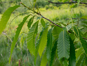 Castanea crenata (Japanese chestnut, Korean chestnut)