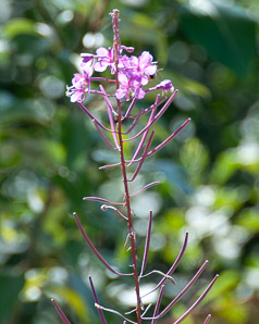 Chamerion angustifolium (fireweed)
