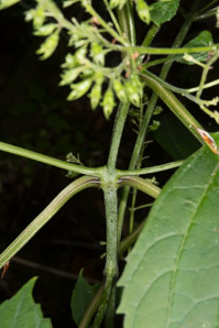 Richweed Roots Collinsonia canadensis (Richweed)