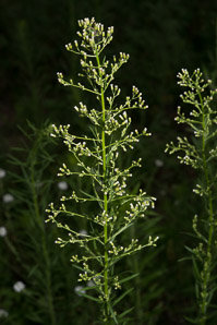 Conyza canadensis (horseweed, Canada horseweed, Canadian horseweed)