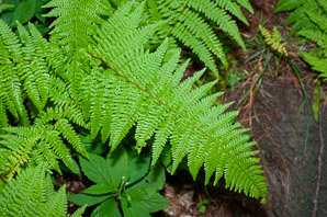 Dennstaedtia punctilobula (hay-scented fern, eastern hayscented fern)