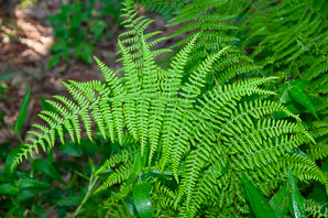Dennstaedtia punctilobula (hay-scented fern, eastern hayscented fern)
