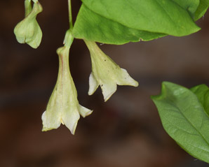 Dirca palustris (Eastern leatherwood, leatherwood)