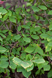 Dirca palustris (Eastern leatherwood, leatherwood)