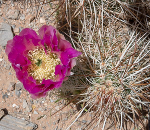 Echinocereus engelmannii (hedgehog cactus, calico cactus, dagger-spine hedgehog, Engelmann’s hedgehog, Howe hedgehog, Indian strawberry cactus, Munz’s hedgehog cactus, needle-spine hedgehog, purple-spined hedgehog, strawberry hedgehog, varied-spine hedgehog, Engelmann hedgehog, Engelmann’s hedgehog cactus)