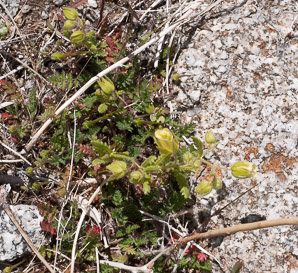Emmenanthe penduliflora (whispering bells)